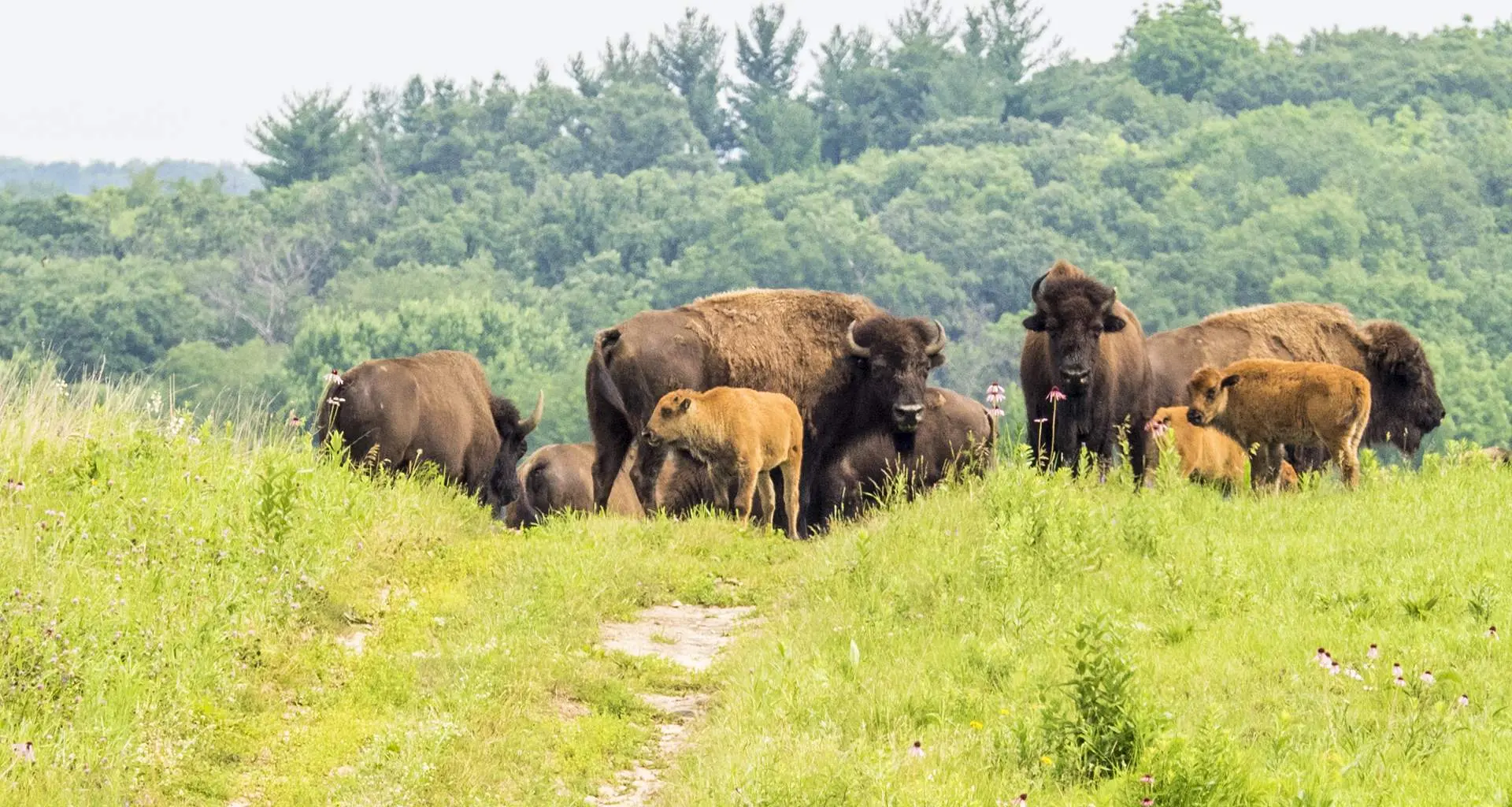 Una manada de bisontes en la hierba en Nachusa Grasslands