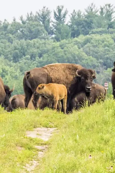 Una manada de bisontes en la hierba en Nachusa Grasslands