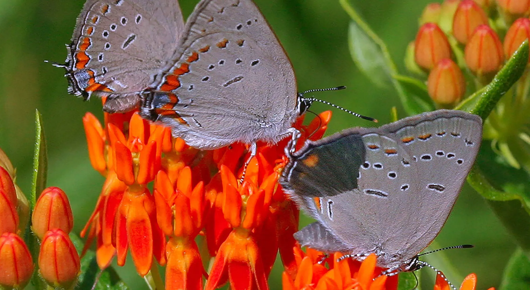 Mariposas sobre una flor