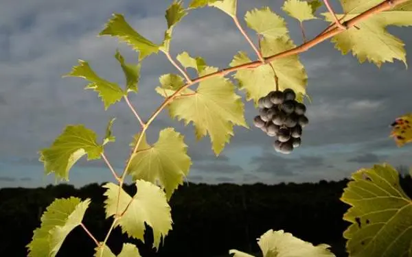 Una vid de Alto Vineyards.