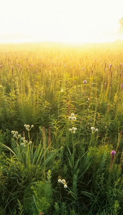 Un campo verde al atardecer.