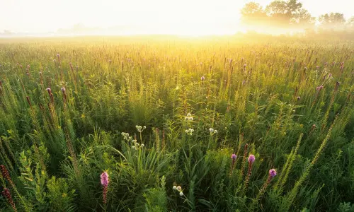 Un campo verde al atardecer.