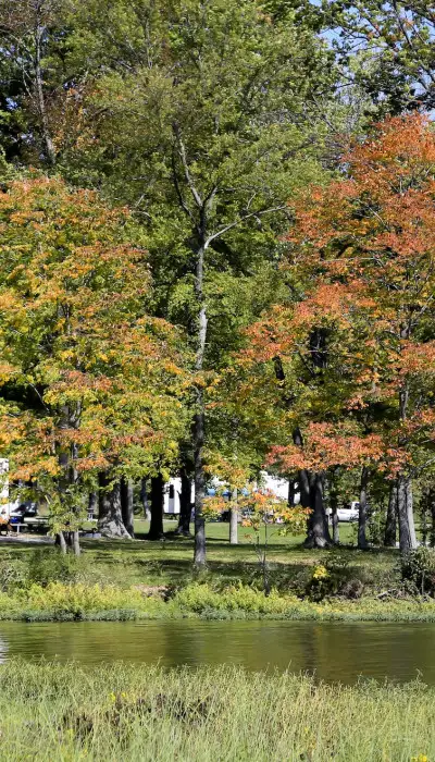 Parque con árboles y autocaravanas