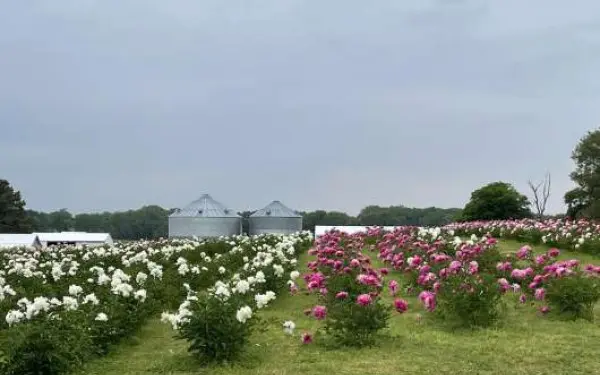 Hileras de peonías en la granja Peony Hill de Harrisburg