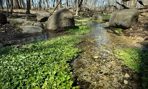 Un pequeño arroyo en un parque
