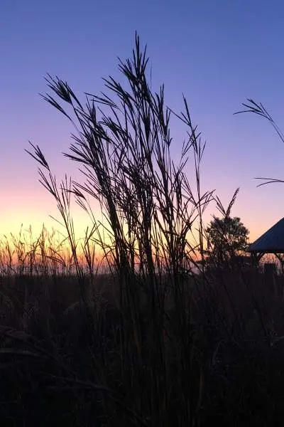 Campo con césped al atardecer