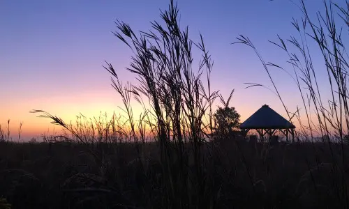 Campo con césped al atardecer