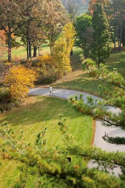 Una persona corre por el Morton Arboretum durante el otoño