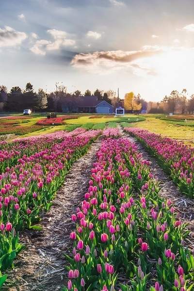 Un campo de tulipanes al atardecer