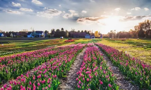 Un campo de tulipanes al atardecer