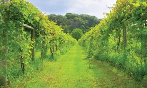 Viñedo