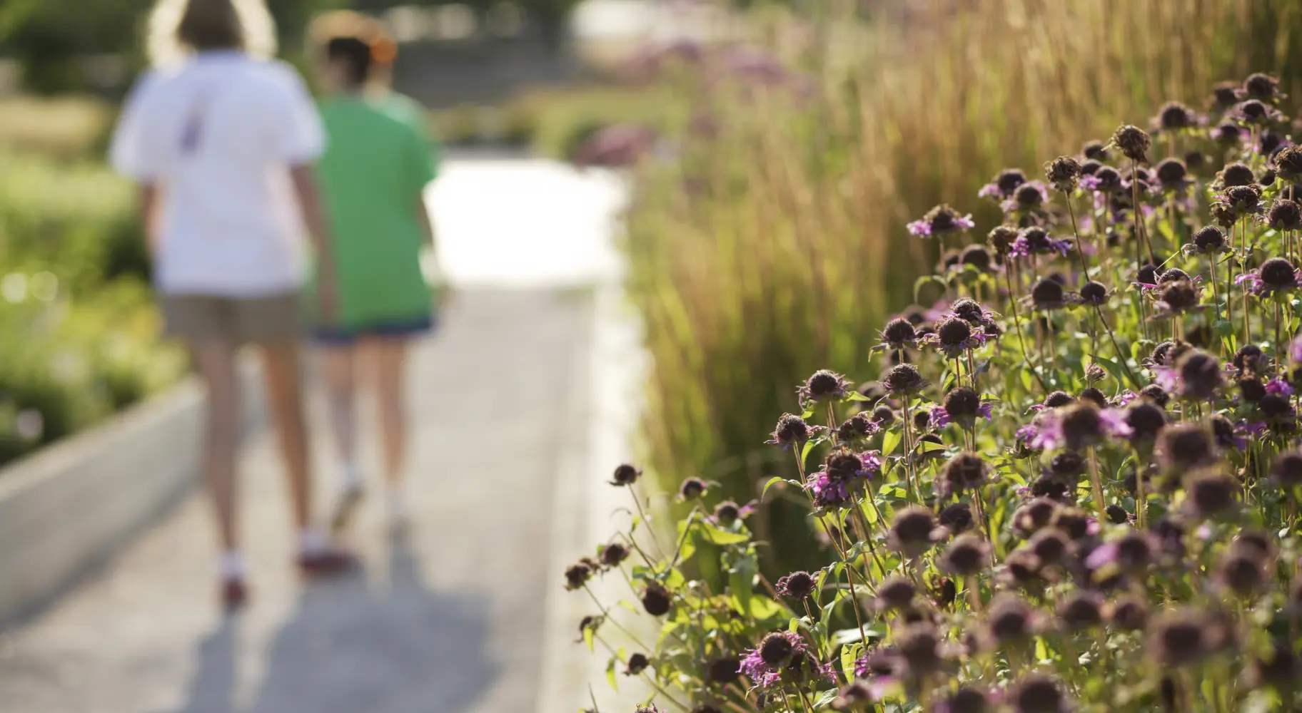 Primer plano de flores con gente caminando al fondo
