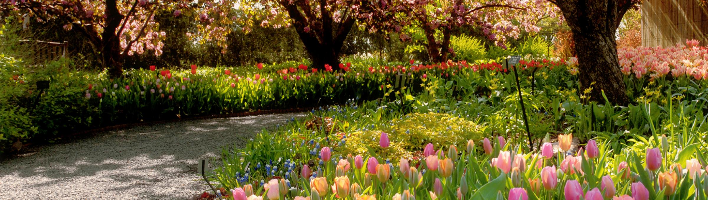 Tulipanes en el parque