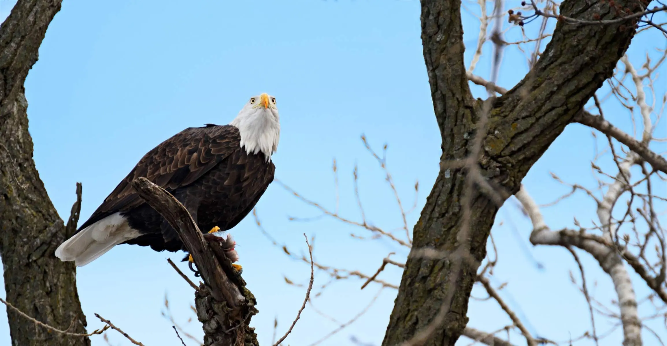 Águila calva en un árbol en invierno