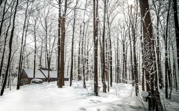 Un bosque invernal cubierto de nieve