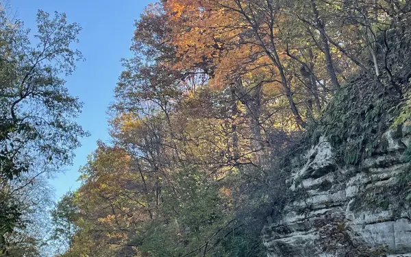 Hojas en un parque estatal