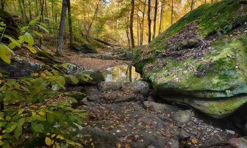 Bosque con rocas musgosas.