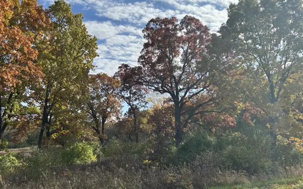 Follaje otoñal en un parque estatal