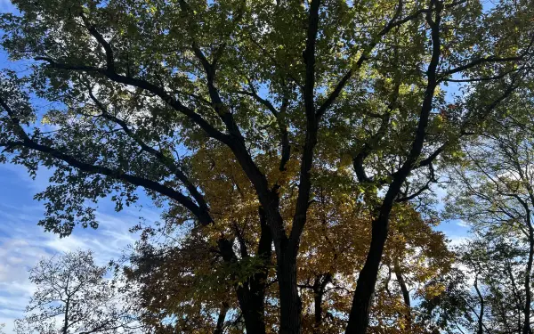 Árboles en un parque estatal de Illinois