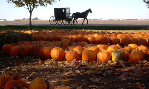 Campo de calabazas con un caballo y un carruaje al fondo