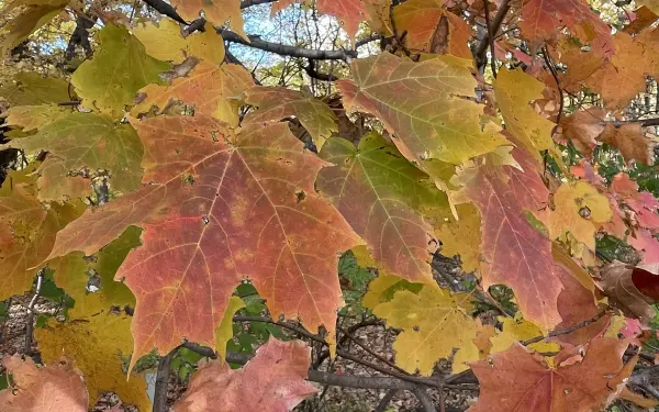 Cambio de hojas en un parque estatal
