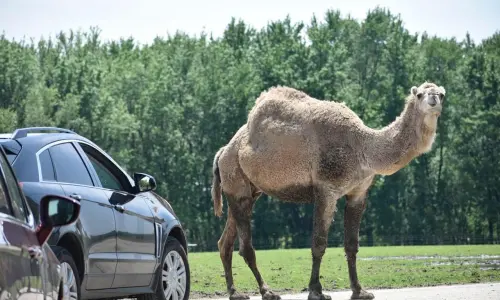 Un automóvil y un Camello