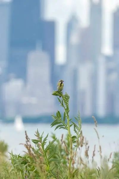 Un pájaro sobre una planta con edificios en el fondo lejano