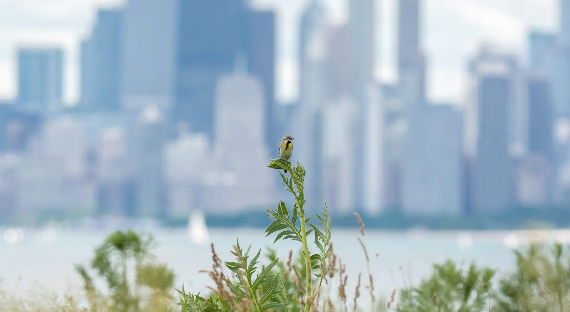 Un pájaro sobre una planta con edificios en el fondo lejano