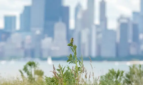 Un pájaro sobre una planta con edificios en el fondo lejano