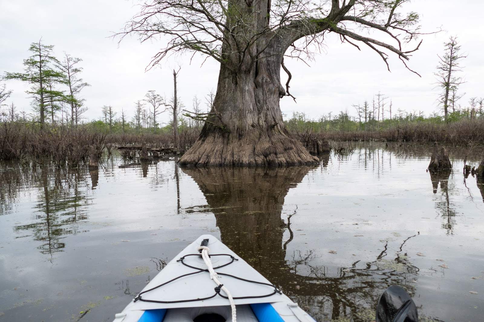 La parte delantera de una canoa acercándose a un árbol en los humedales del río Cache