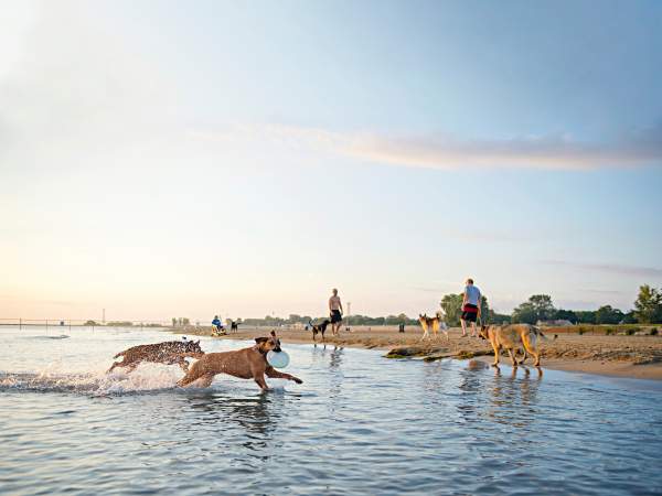 Perros corriendo en los bajíos de una playa lacustre a primera hora de la mañana