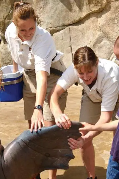 Encuentro familiar con una morsa en el zoo de Brookfield, Illinois