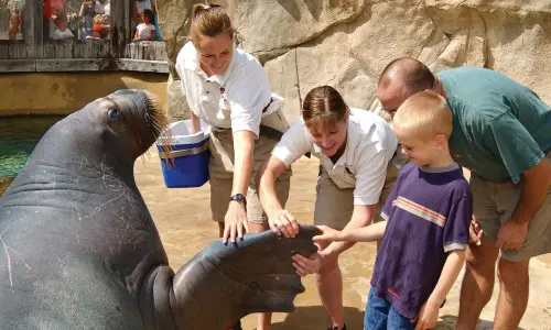 Encuentro familiar con una morsa en el zoo de Brookfield, Illinois
