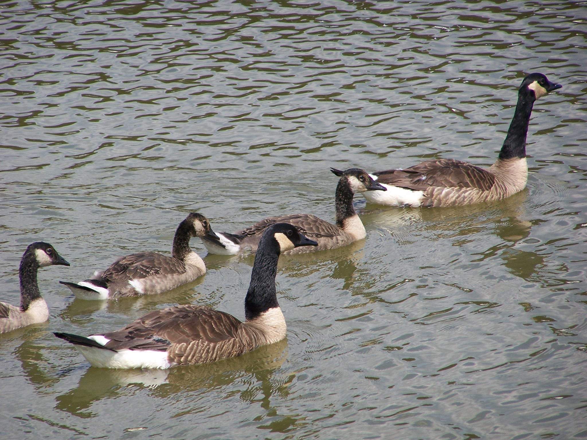 Un grupo de gansos en el agua en Cache River Wetlands