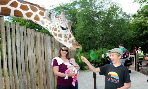 Una jirafa comiéndose una hoja de la mano de un niño