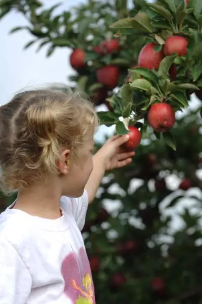 Niña recogiendo manzanas.