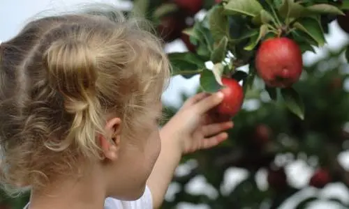 Niña recogiendo manzanas.