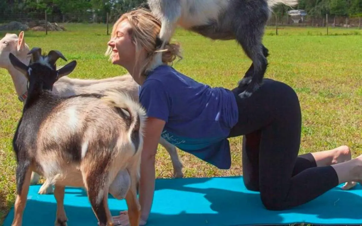 Una mujer haciendo una postura de yoga con una cabra de pie sobre su espalda