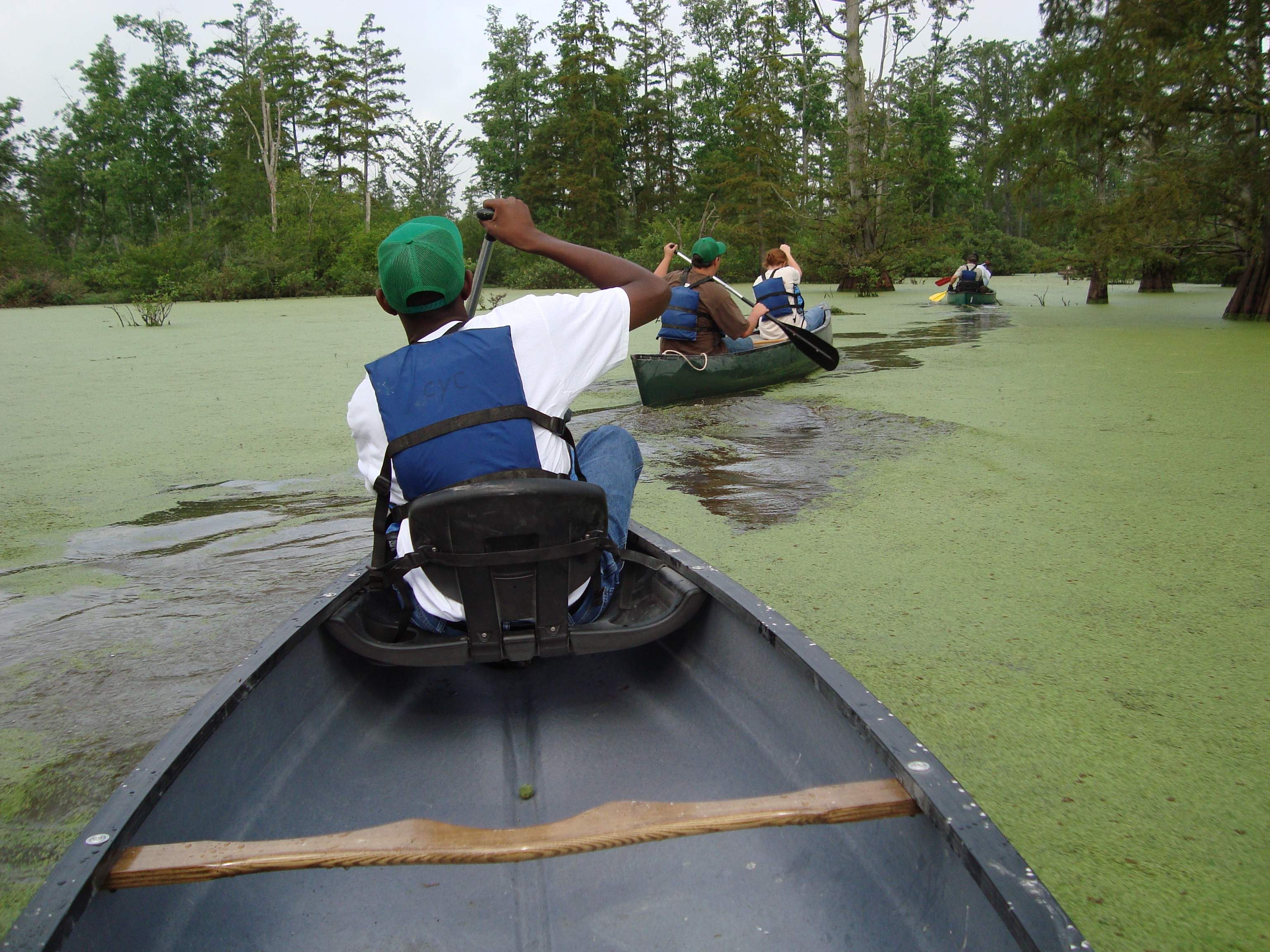 Tres canoas atraviesan el agua en los humedales del río Cache