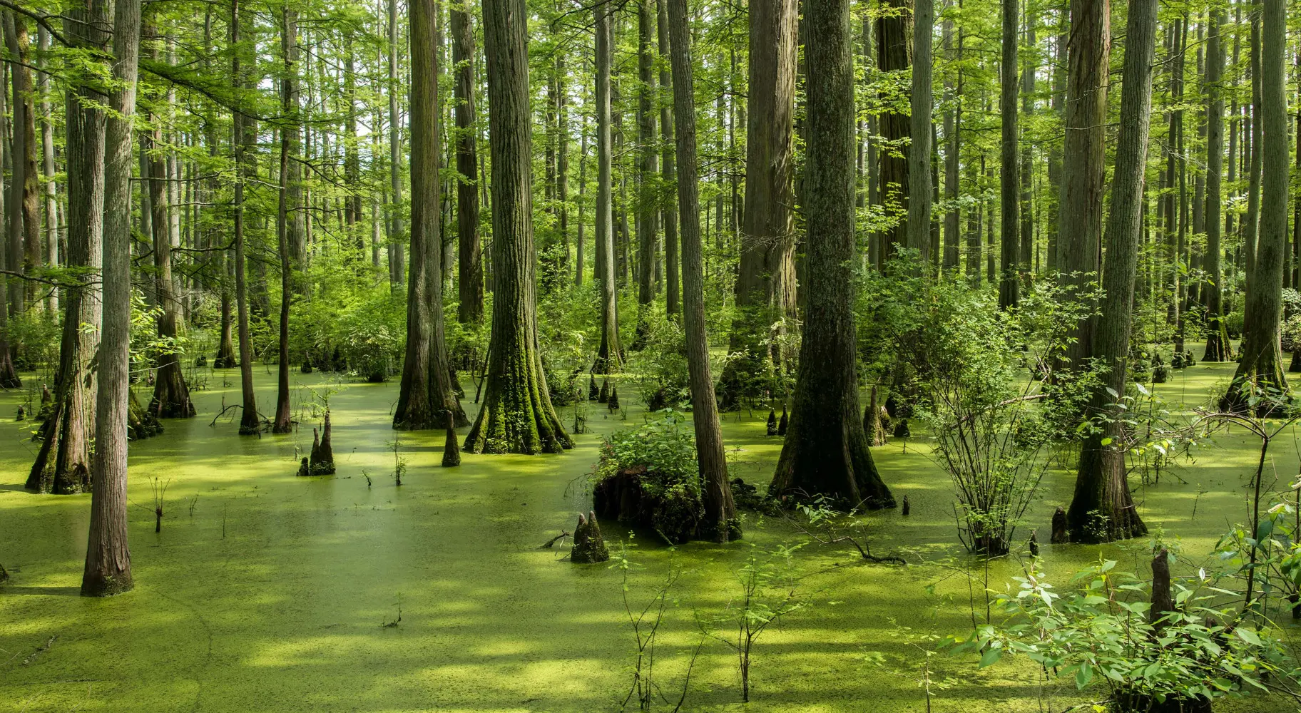 Un estanque con árboles altos