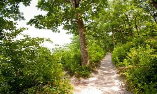 Un sendero entre los árboles