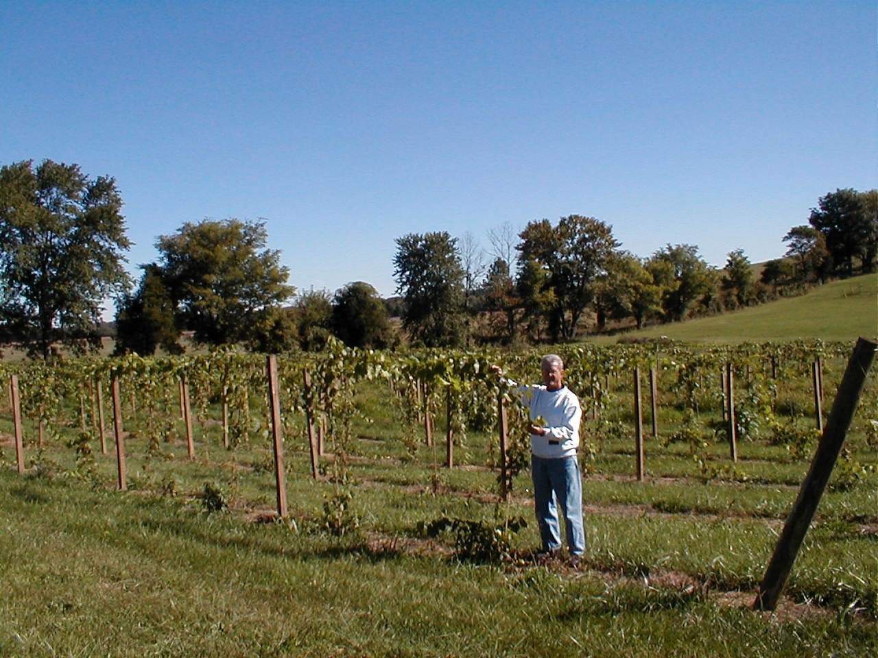 Una persona junto a las viñas de Cache River Basin Vineyard & Winery