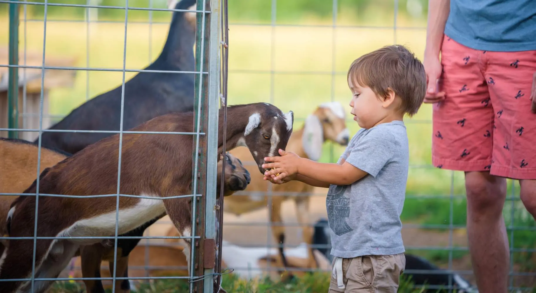 Un niño acariciando una cabra bebé en la granja Prairie Fruits Farm and Creamery.