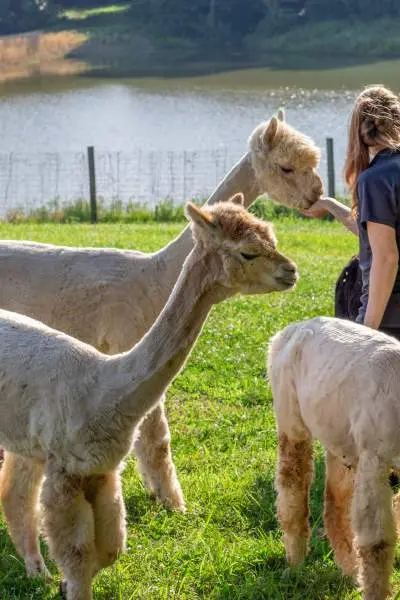 Alpacas frente al lago en Rolling Oak Alpaca Ranch.