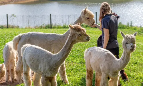 Alpacas frente al lago en el rancho Rolling Oak Alpaca.