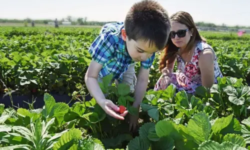 Un niño recogiendo una fresa del campo