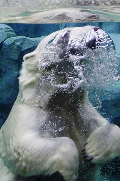 Oso polar en el agua