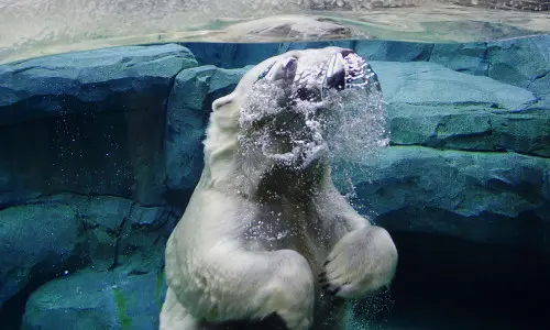 Oso polar en el agua