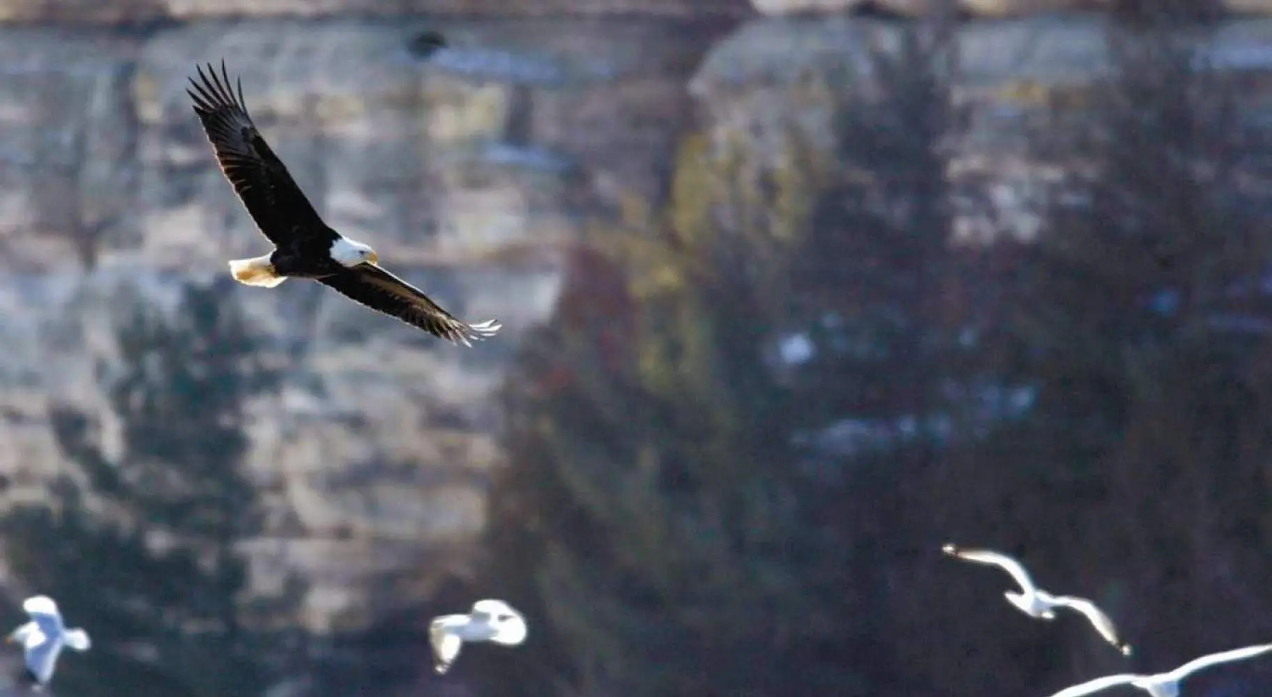 Un águila calva vuela con gaviotas al fondo