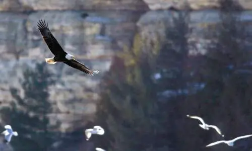 Un águila calva vuela con gaviotas al fondo